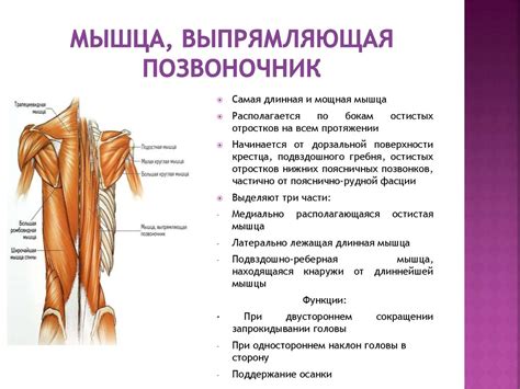 Мышцы туловища и конечностей - презентация онлайн