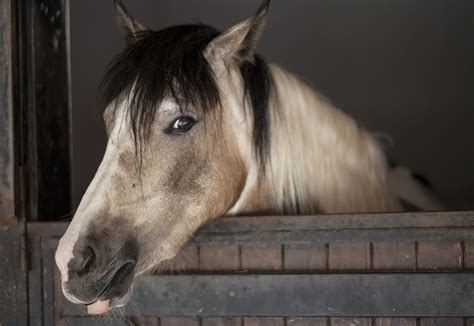 Horse Animal Barn - Free photo on Pixabay - Pixabay