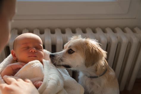 Rescue Dog and Newborn Strike Up Adorable Friendship: "Something