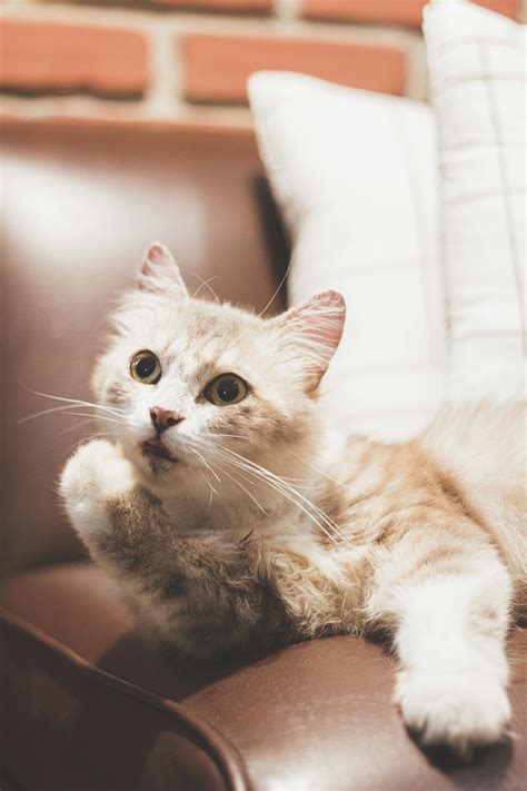 Ragamuffin Photos, Download The BEST Free Ragamuffin Stock Photos & HD