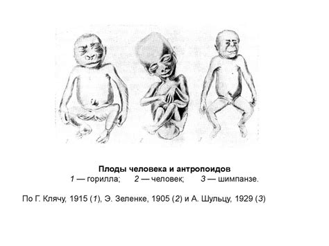 Основы антропогенеза - презентация онлайн