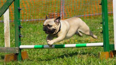 The Pug - all about the breed