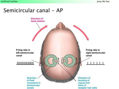 Anatomy. - ppt download