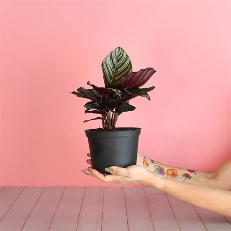 Calathea Pink Pinstripe Ornata Prayer Plant - Verdantlyfedigital
