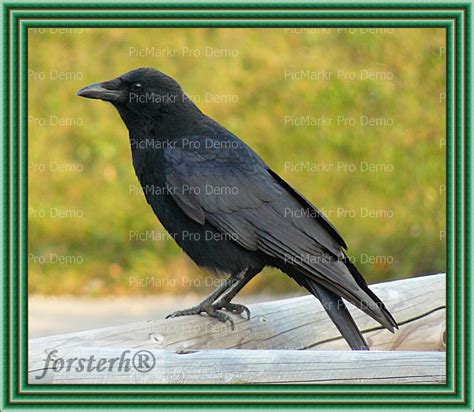 forsterh's: A kormos varjú