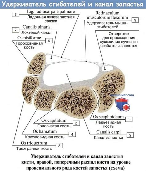 Анатомия : Трехстороннее и четырехсторонее отверстия. Локтевая ямка ...