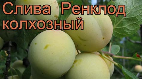 Слива гибридный Ренклод колхозный 🌿 обзор: как сажать, саженцы сливы ...