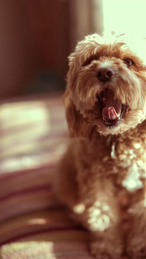 cavapoo rfujifilmx