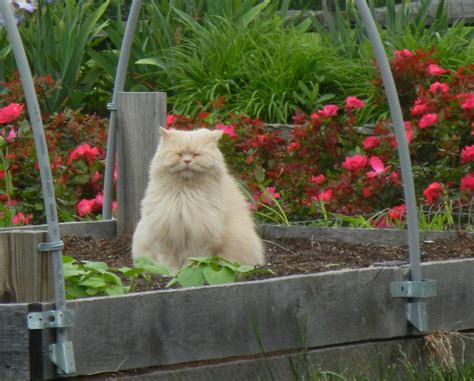 Oh Hai It's A Meditating Cat