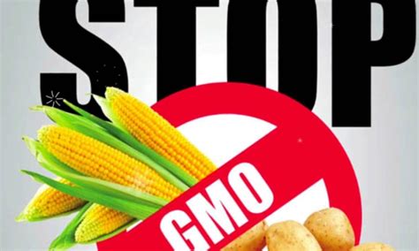 У яких продуктах найчастіше міститься ГМО – Правда Ірпеня