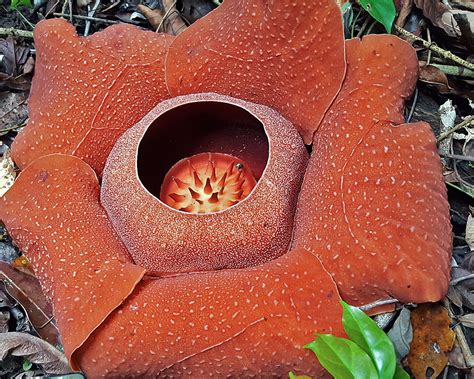 rafflesia arnoldii fruit  biggest reflesia arnoldii flower