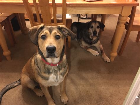 How Big Do German Shepherd Beagle Mixes Get