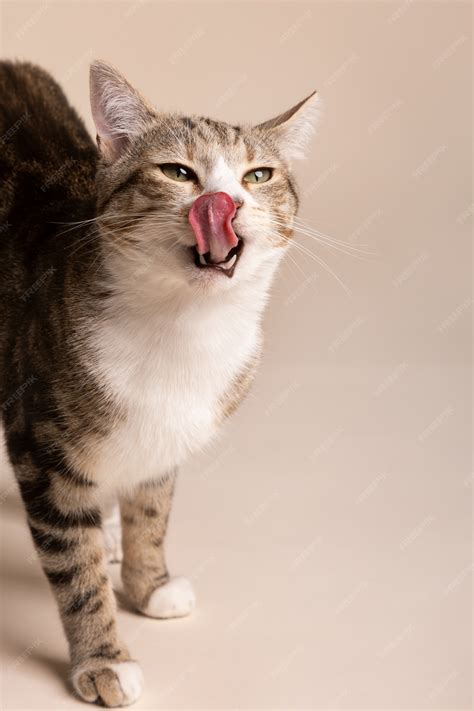 Free Photo | Adorable cat licking its mouth after eating