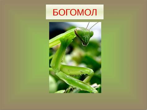 Богомол - презентація з біології