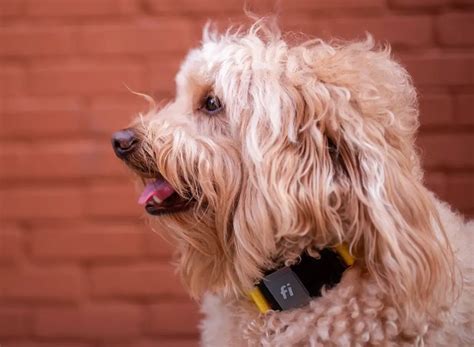 rescue dogs remember