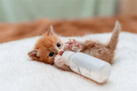 Cuteness challenge kitten edition - Positive Ponies - Fimfiction