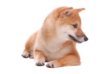 Shiba Inu Background PNG Transparent Images Free Download | Vector ...