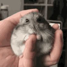 Cute Hamster GIFs | Tenor