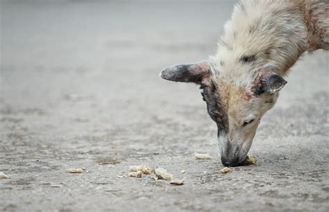 Member Spotlight | Pat Kennedy-Corlin: Canines of Cuba - A Fated