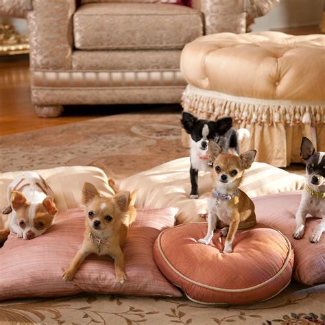 Beverly Hills Chihuahua 2: The Cast of Beverly Hills Chihuahua 2