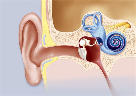 Cochlea: Anatomy, Function, and Treatment