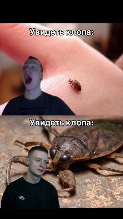 Ты похож на кота хочу забрать тебя домой... #mellstroy #tiktok #fypシ ...