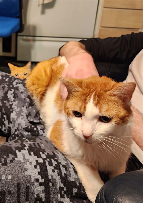jealous : r/cats