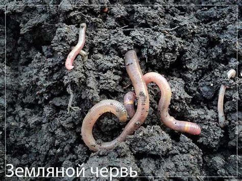 Черви для Рыбалки | Виды Червей. Фото