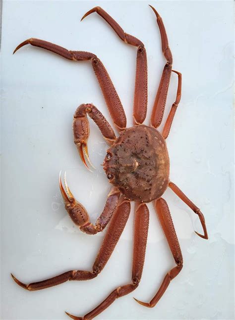 Alaskan Bairdi Snow Crab – VNDR Shop