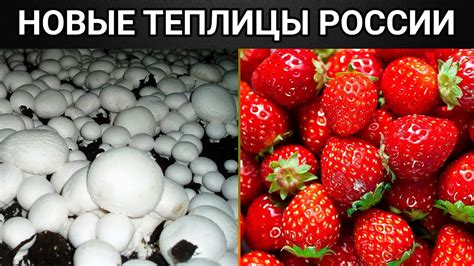 Новые теплицы России: есть что есть. - YouTube