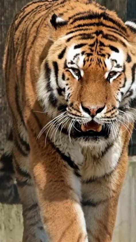 extreme nature powerful animals