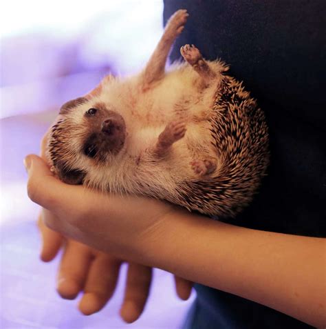 Adorable online animal care with Taylor Nicole Dean