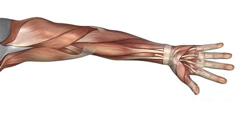 muscle anatomy   human arm digital art  stocktrek images pixels