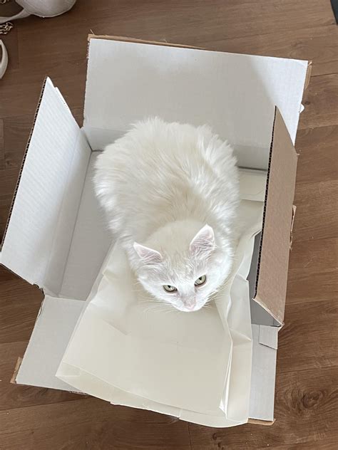 Look what the cat trap caught today~ : r/TheCatTrapIsWorking