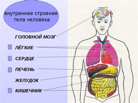 Картинки расположение органов человека