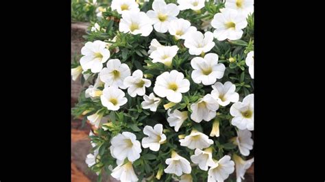 КАЛИБРАХОА (CALIBRACHOA) сем. Пасленовые - YouTube