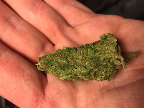 Overgrown Taste Buds