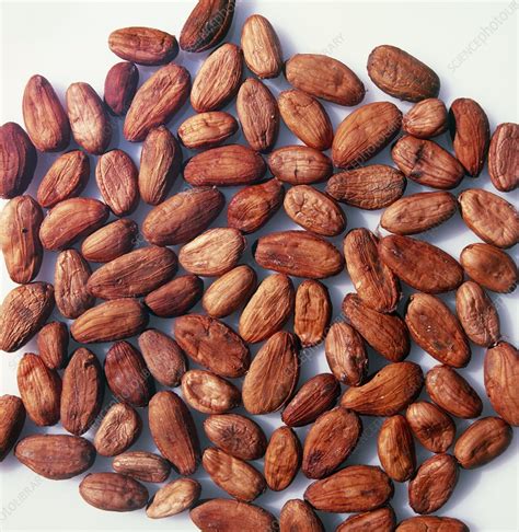 Dried cocoa beans - Stock Image - H110/3081 - Science Photo Library