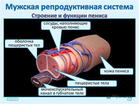 Презентация на тему: "213:54:06 1. К какому классу живых организмов ...