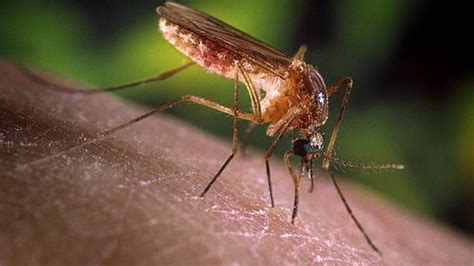 West Nile Virus detected in mosquito sample at Lakewood Park in Leander