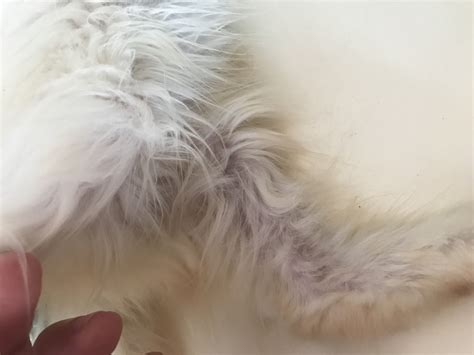 Kitten With Sparse Fur | TheCatSite