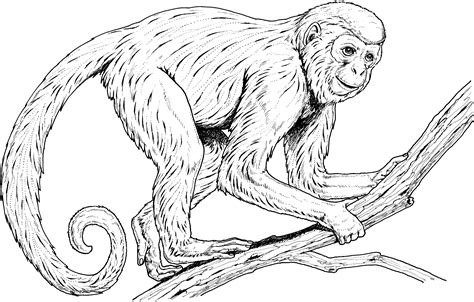Monkey Coloring Pages