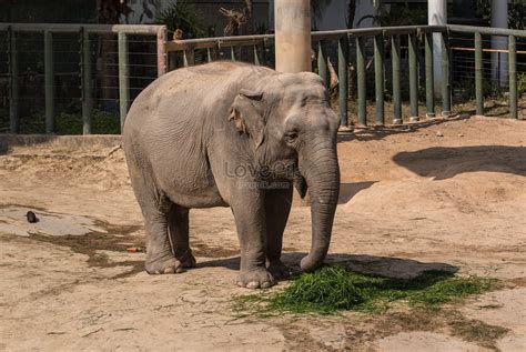 Asian Elephant Picture And HD Photos | Free Download On Lovepik