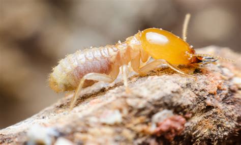 Lesser Known Facts About Termites | Blog