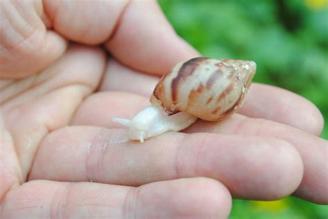 Giant African Land Snail Habitat Map at Jamie Tolentino blog