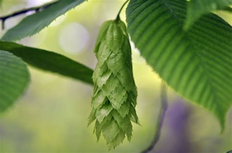 Carpinus cordata - Изображение особи - Плантариум