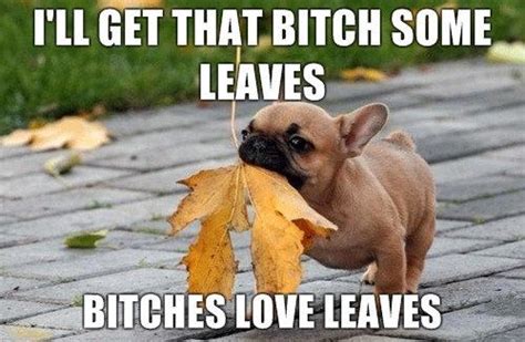 Dog Valentine’s | Funny Pictures, Quotes, Pics, Photos, Images. Videos ...