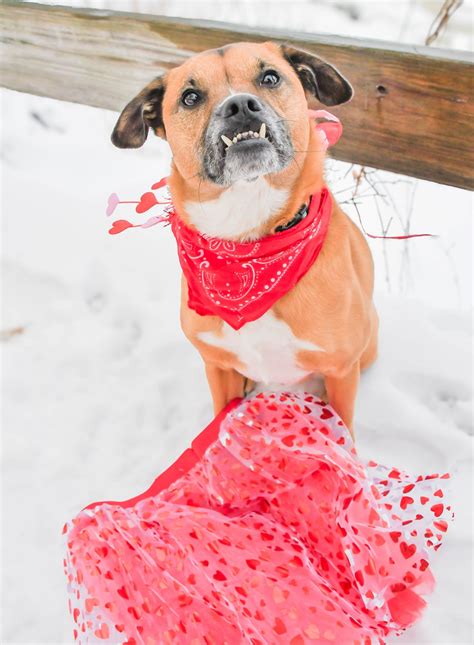 Granite State Dog Recovery - Missing Dog of the Week. Pixie (Chihuahua