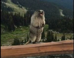 Create meme "flash video, a gopher screams in the mountains, the ...