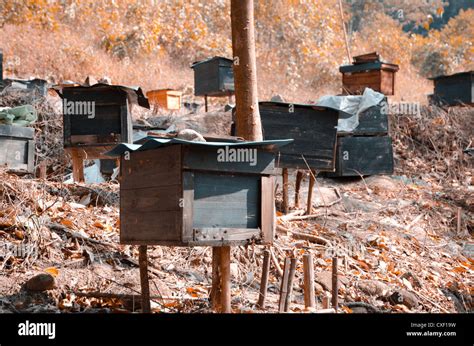 Honey bee hives Stock Photo - Alamy